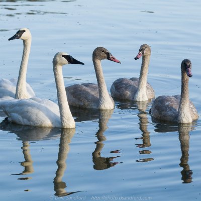 geese-3 Trumpeter Swan Family
