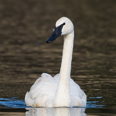 geese-4 Trumpeter Swan