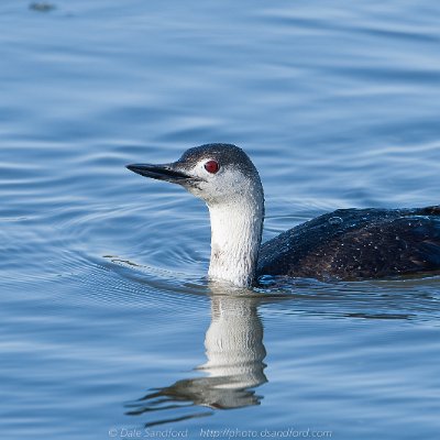grebes-13 Loon