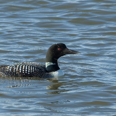 grebes-14 Common Loon