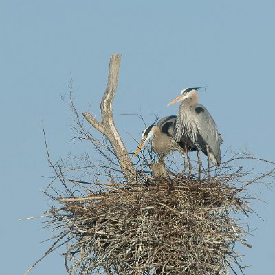 herons-7 Great Blue Herons on Nest
