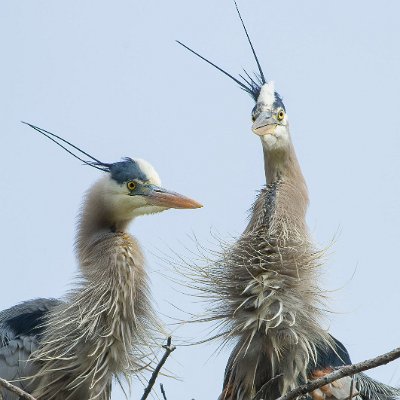 herons-9 Great Blue Herons on Nest
