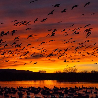 landscapes-4 Snow geese at sunrise