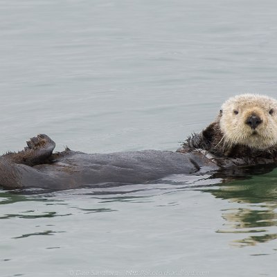marine-1 Sea Otter
