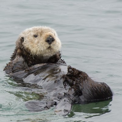 marine-2 Sea Otter
