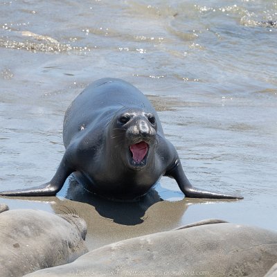 marine-20 Elephant Seals