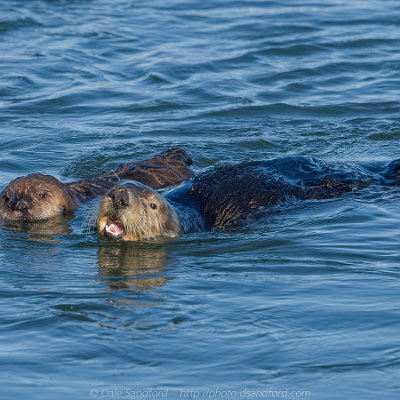 marine-6 Sea Otters