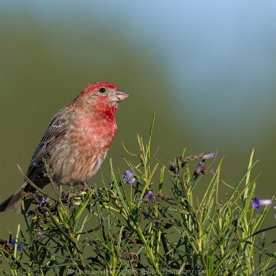 sparrows-1 House Finch