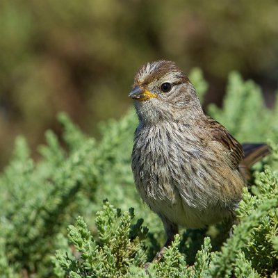 sparrows-10 Swamp Sparrow