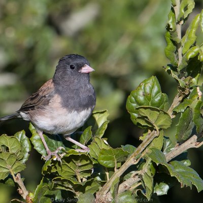 sparrows-12 Dark-eyed Junco