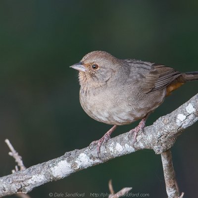sparrows-13 California Towhee