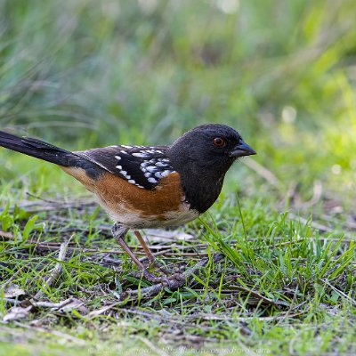 sparrows-14 Spotted Towhee