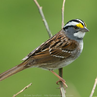 sparrows-4 White-throated Sparrow