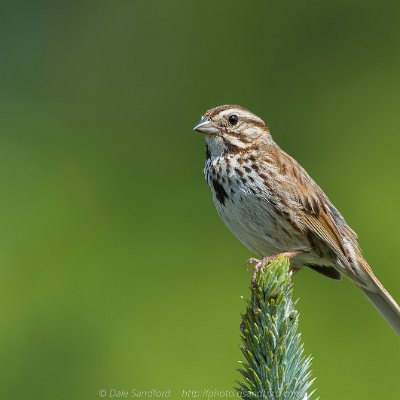 sparrows-8 Song Sparrow