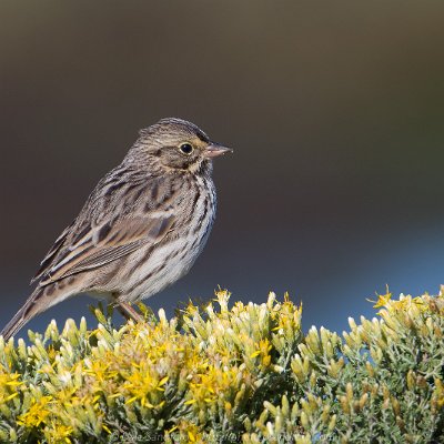 sparrows-9 Savannah Sparrow