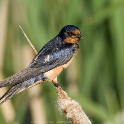 swallows-1 Barn Swallow
