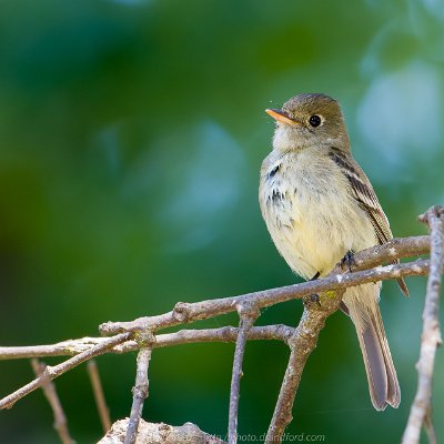 swallows-13 Pacific-slope Flycatcher