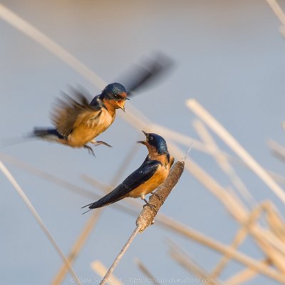 swallows-2 Barn Swallows