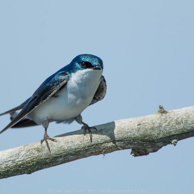 swallows-4 Tree Swallow