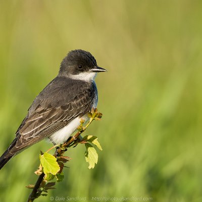 swallows-8 Eastern Kingbird