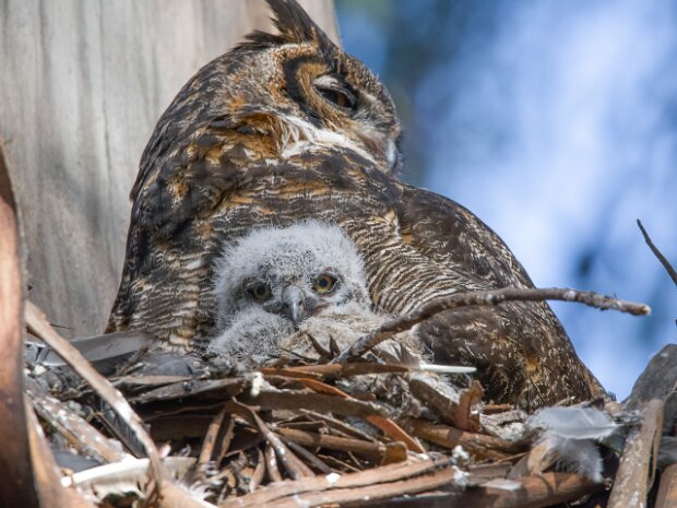 2025owls