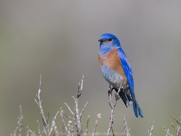 Birds of the forest and fields
