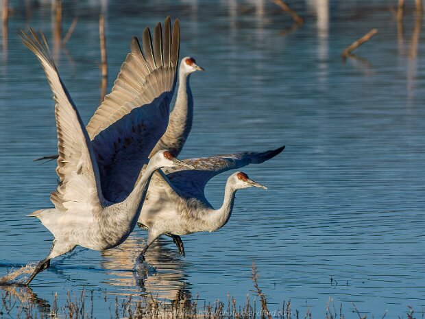 Cranes