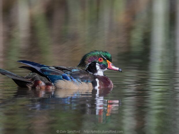 Dabbling Ducks