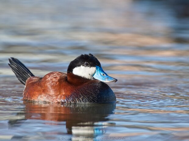Diving Ducks and Mergansers