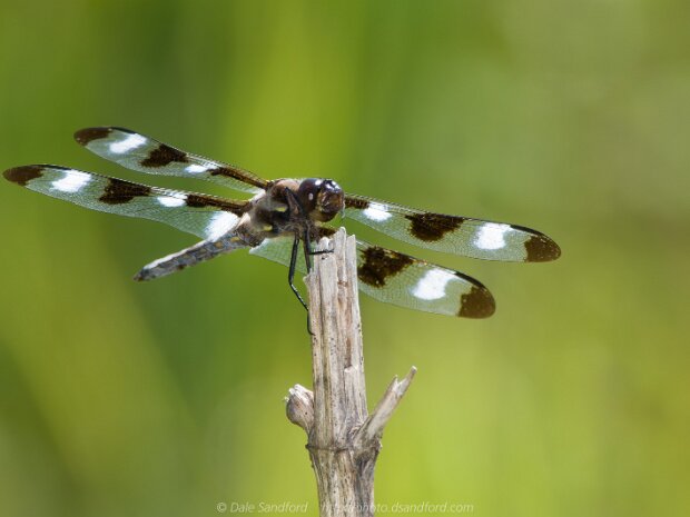 Dragonflies and Damselflies