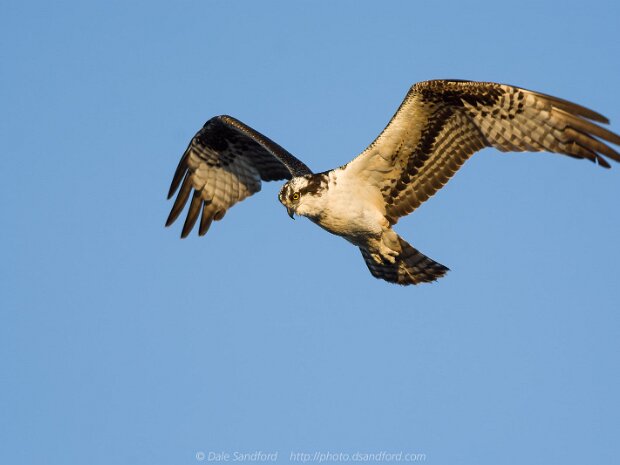 Eagles and Ospreys