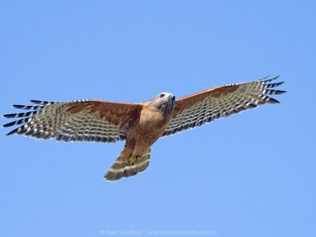 Hawks and Falcons