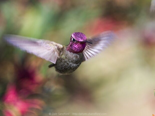 Hummingbirds
