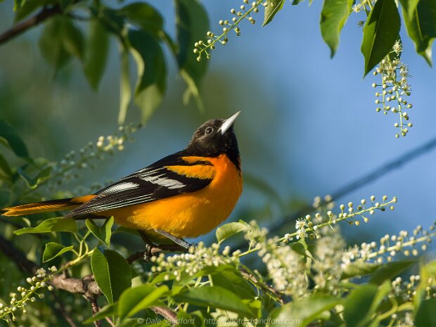 Orioles and blackbirds