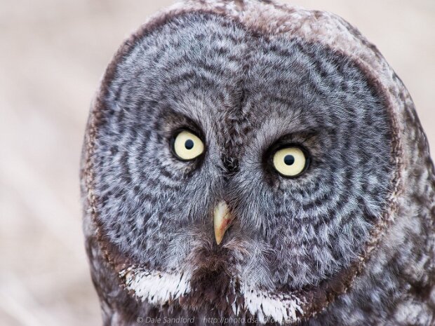 Owls