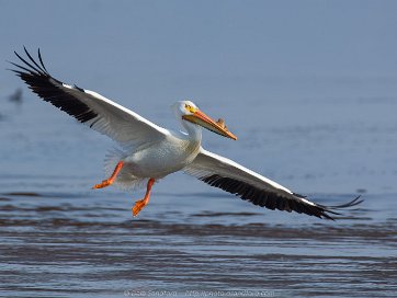 Pelicans, Spoonbills, Ibis, and Storks