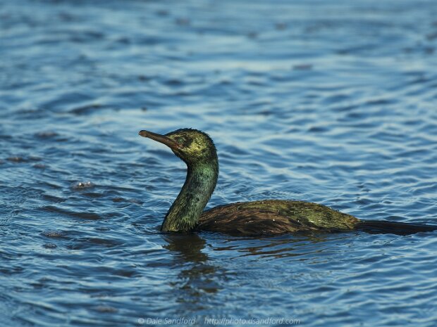 Cormorants and Anhinga