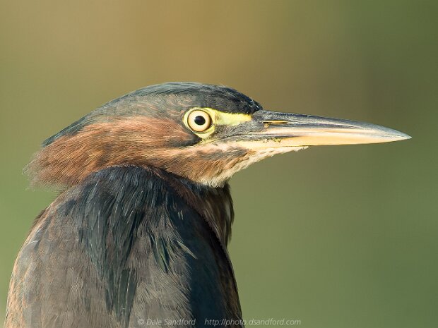 herons