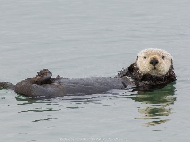 Marine Mammals